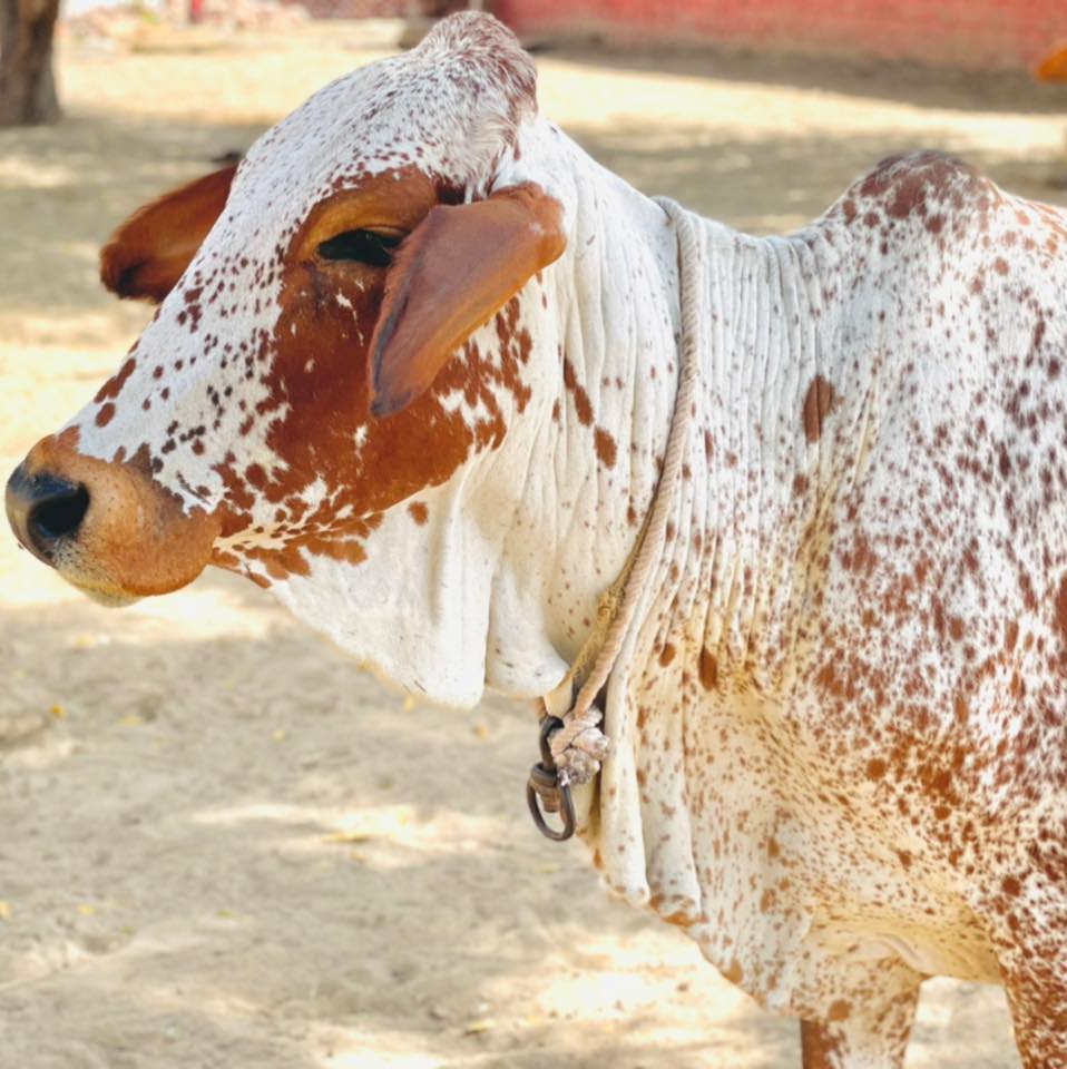 Cholistani cow