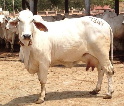 Tharparkar