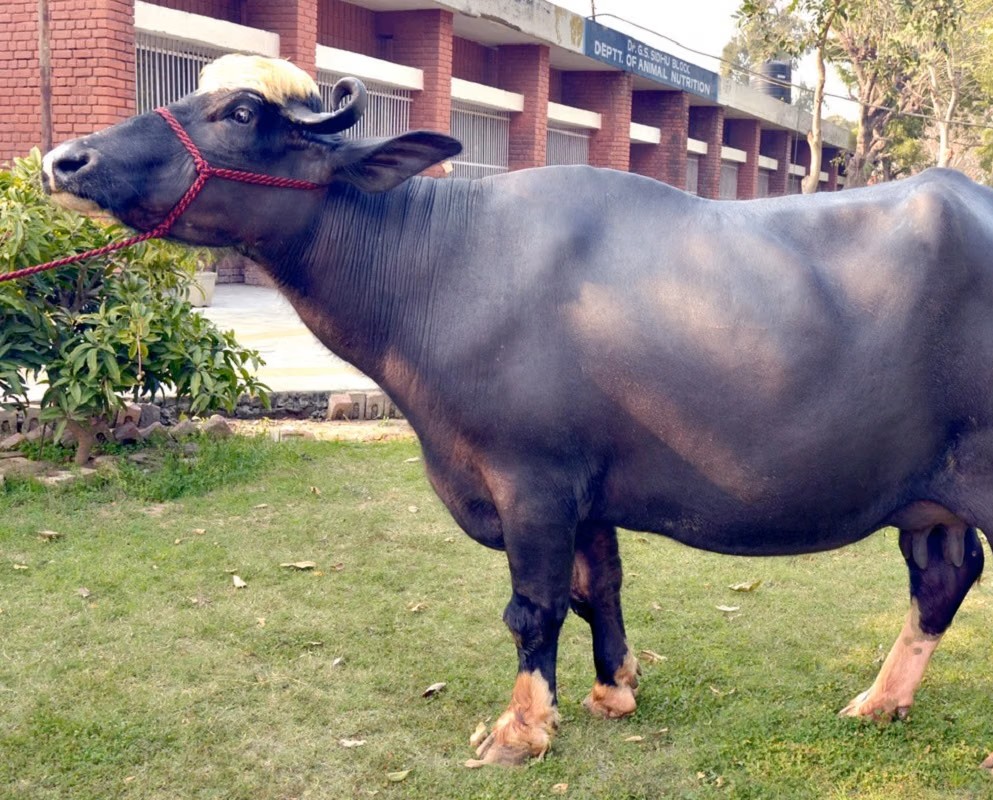 Nili Ravi