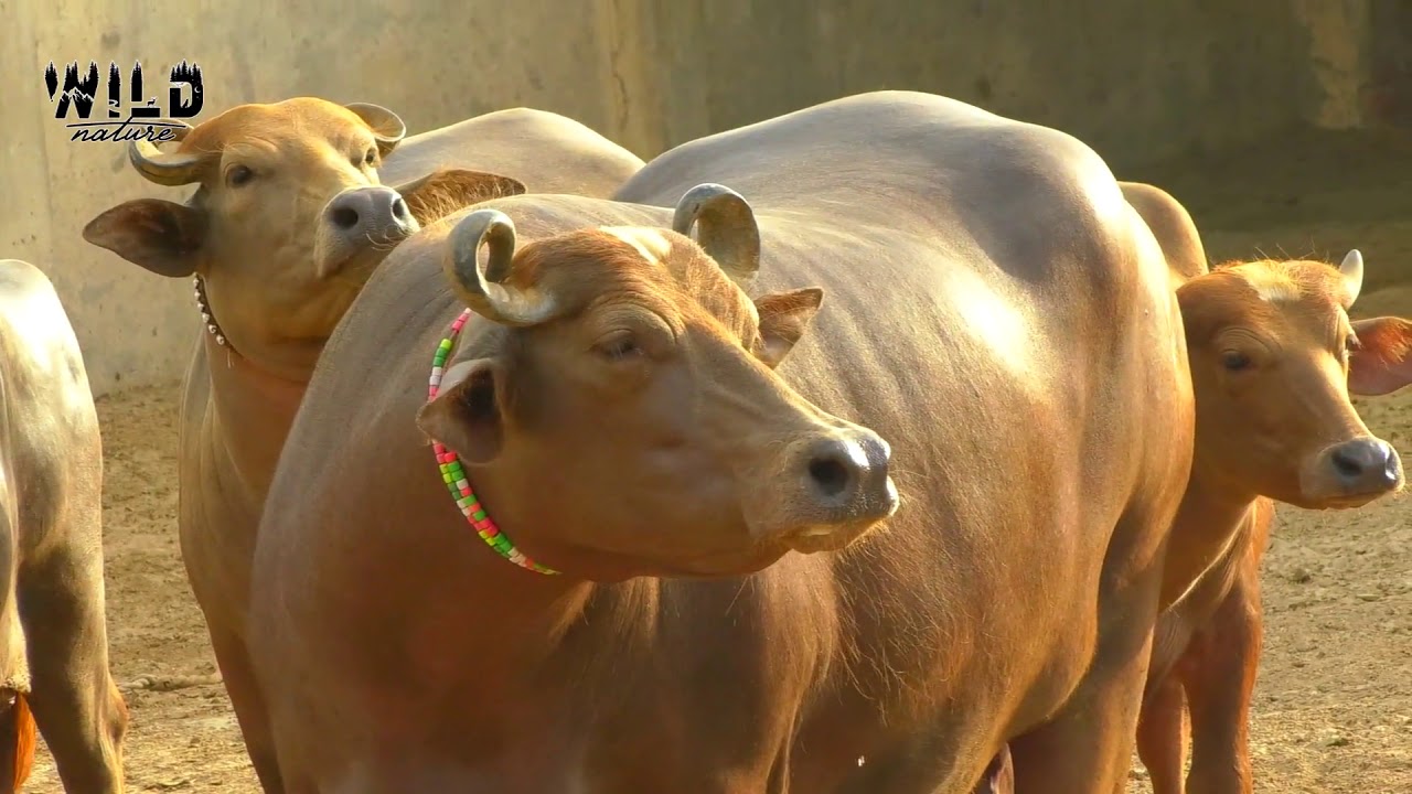 Kundi