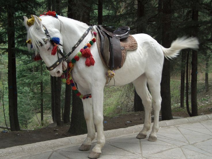 Baluchi