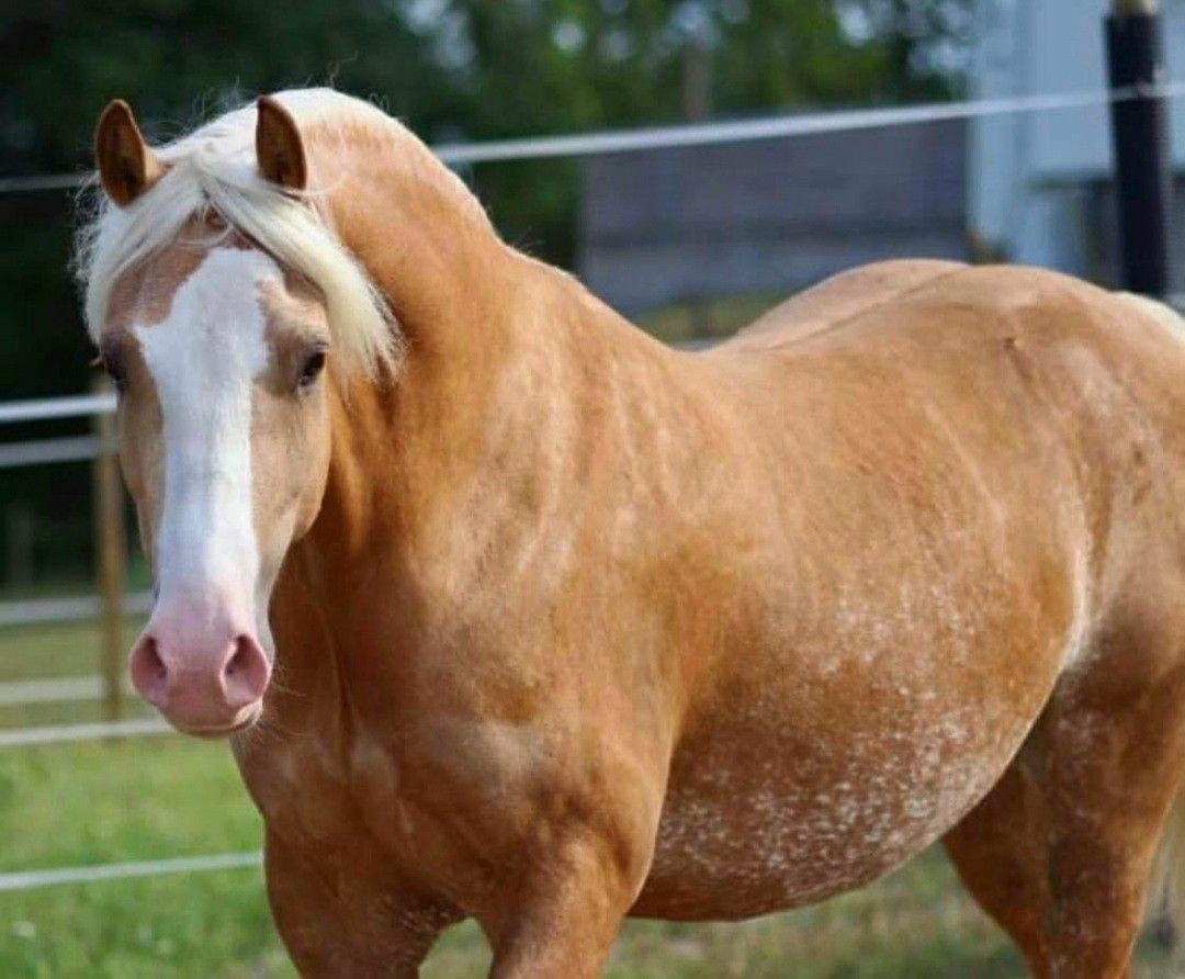Himalayan Pony
