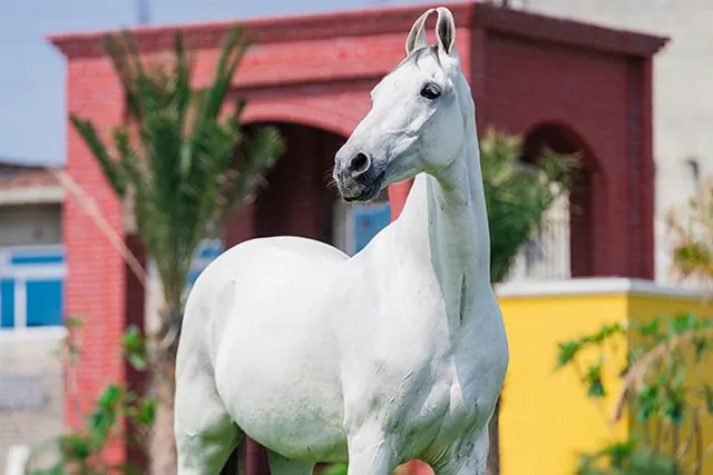 Marwari