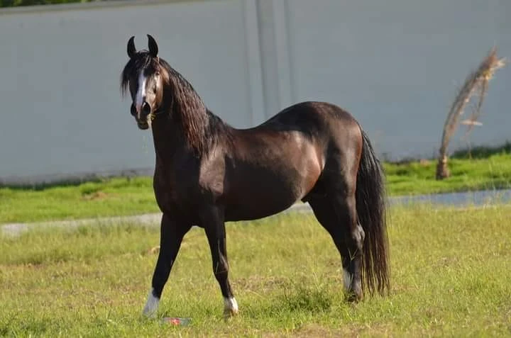 Punjabi Desi Horse
