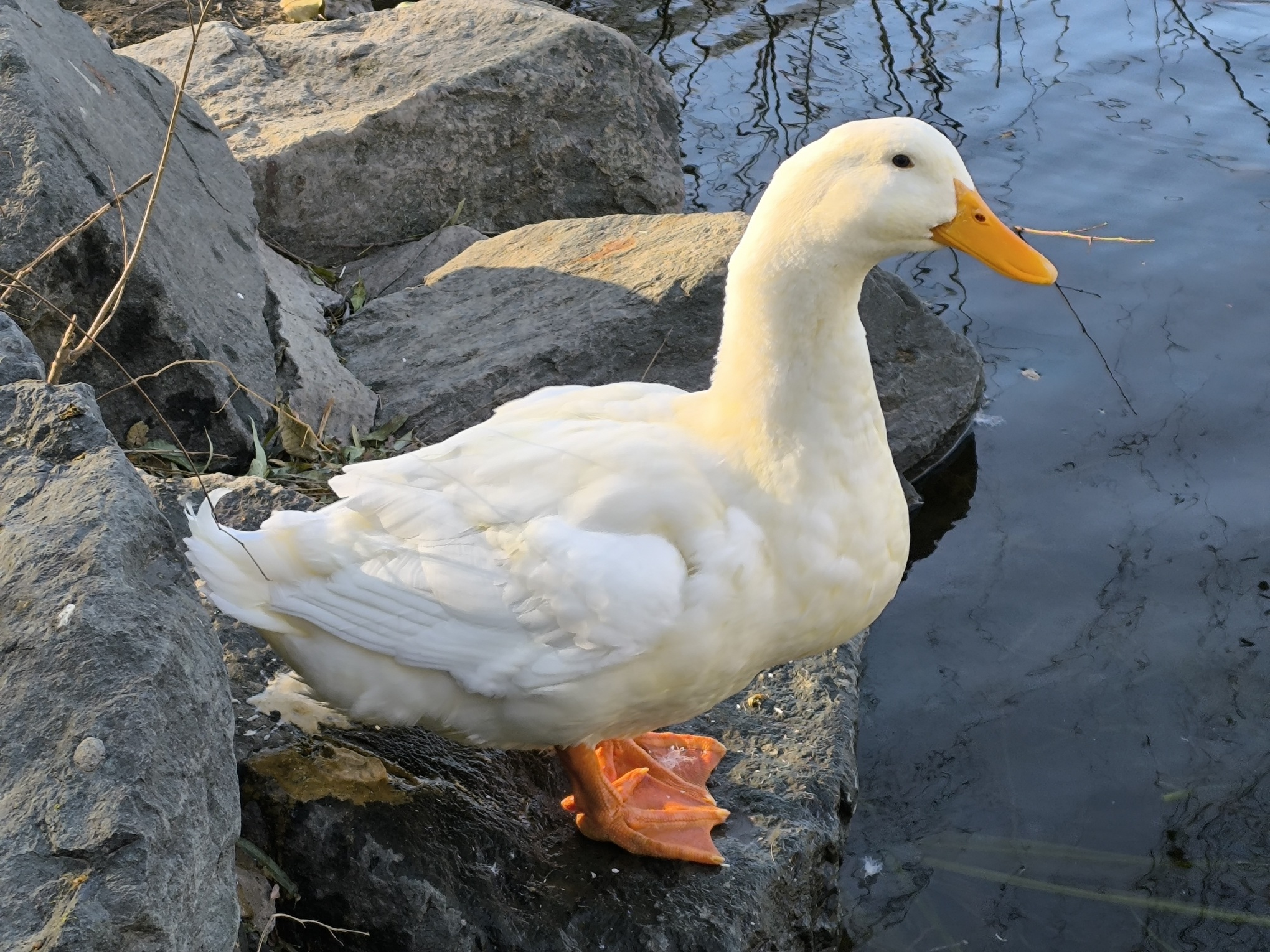 Pekin Duck