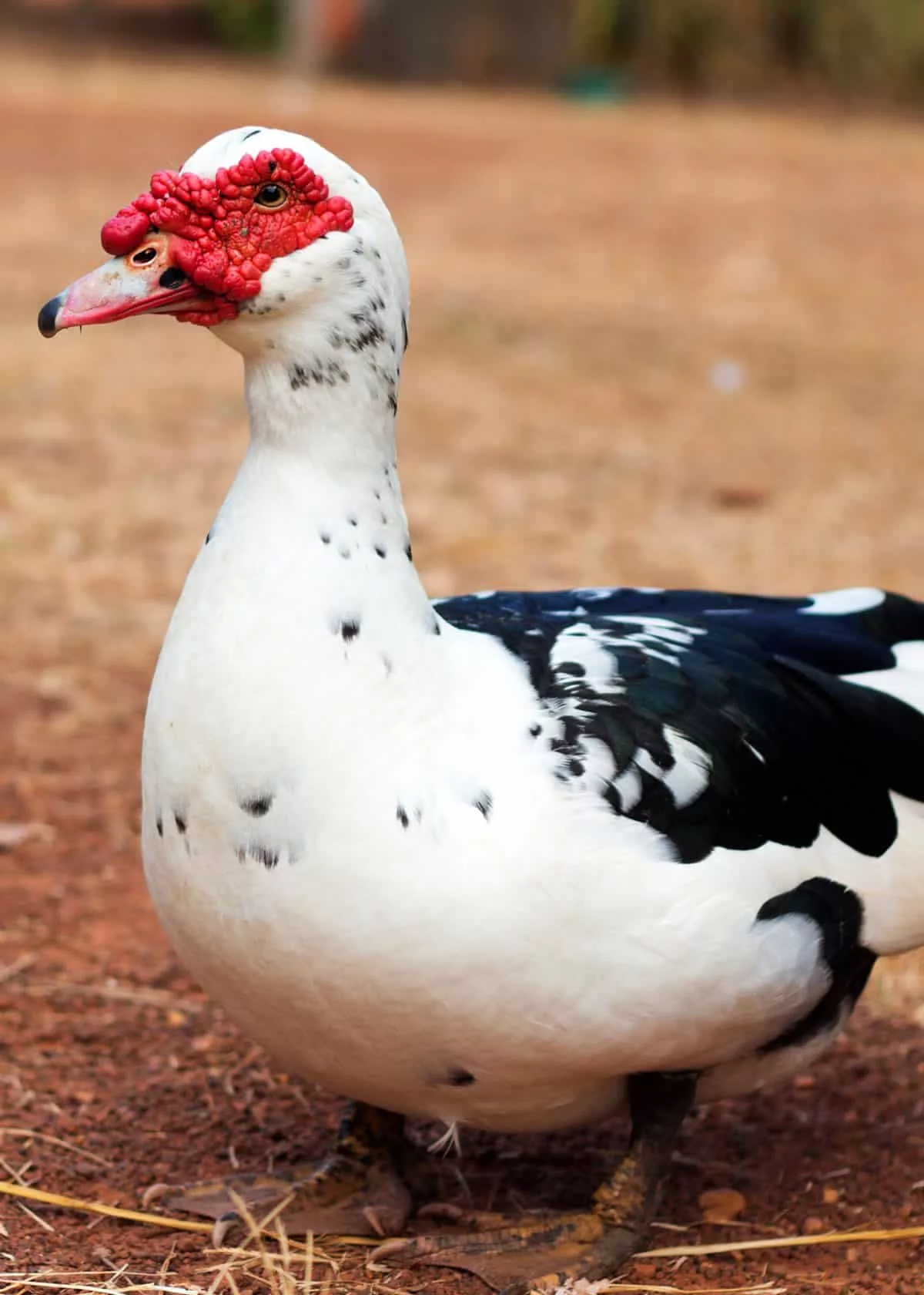 Muscovy Duck