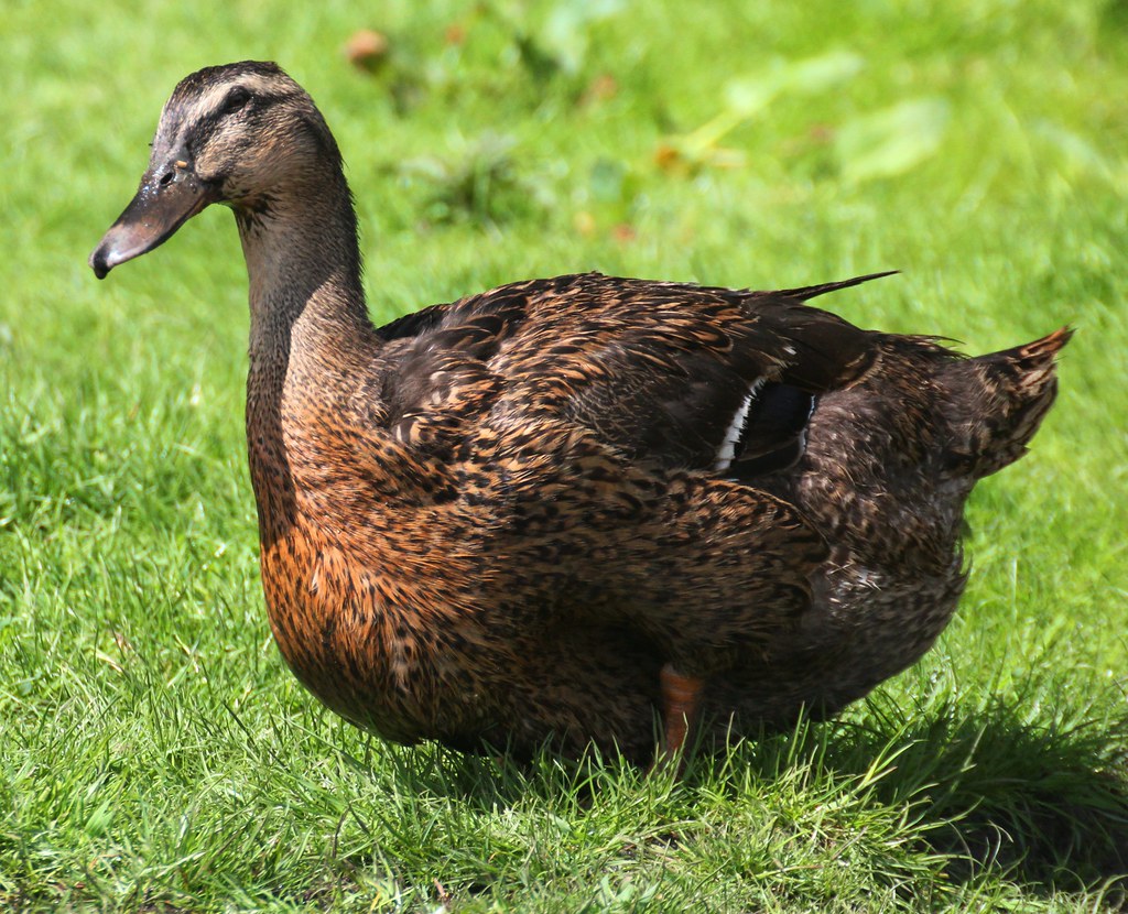 Rouen Duck