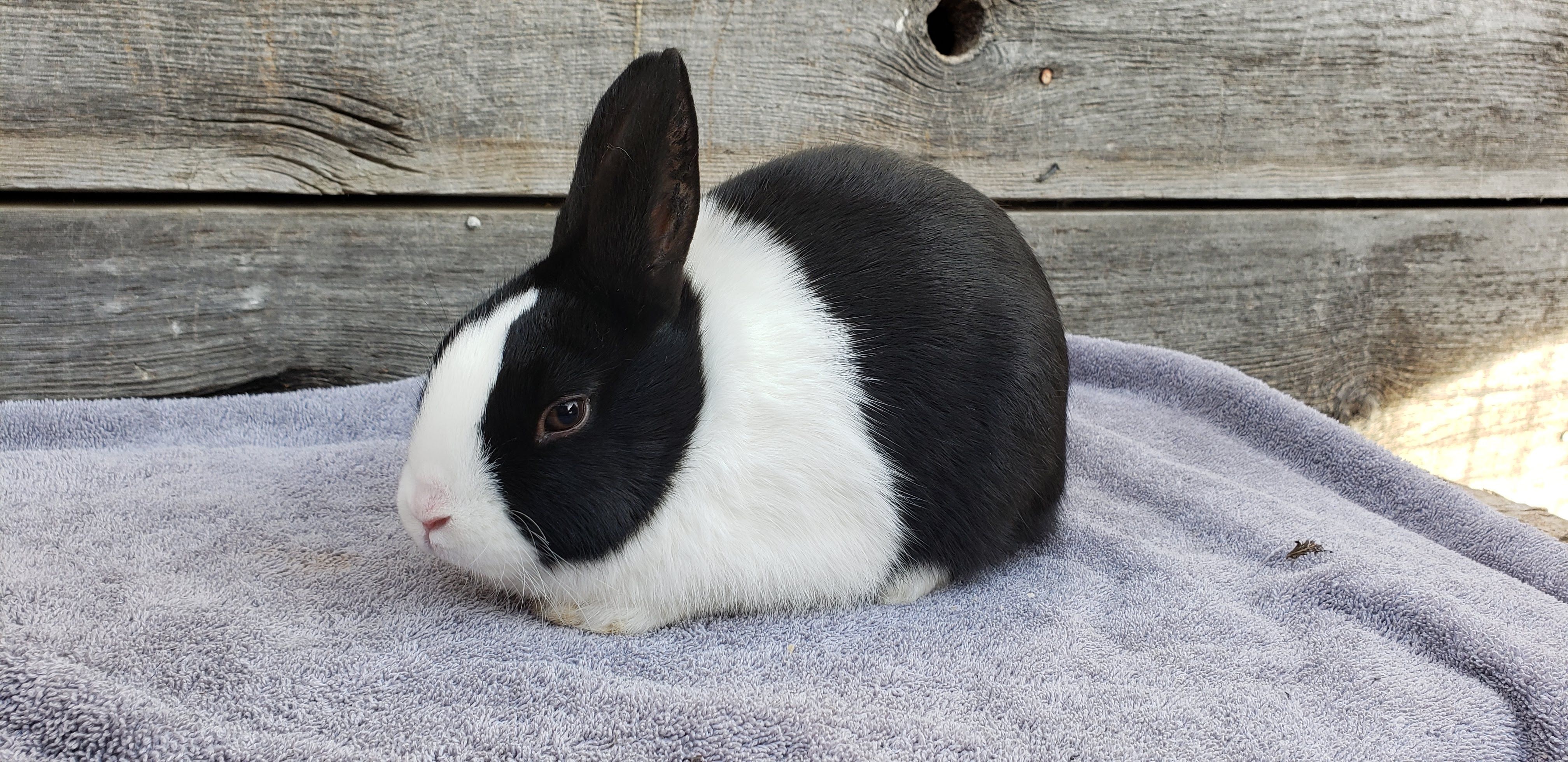 Dutch Rabbit