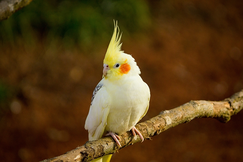 Cockatiel