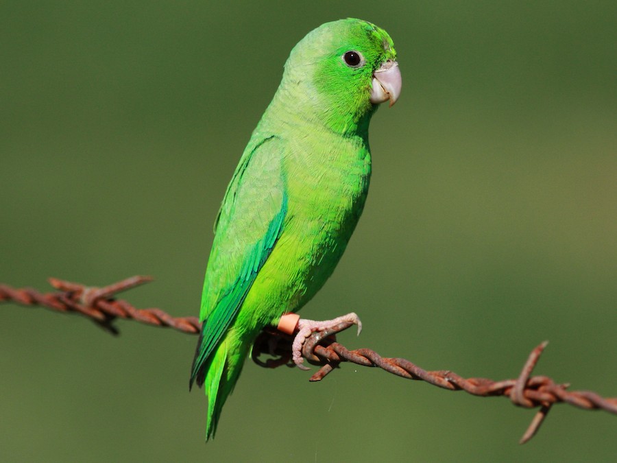 Parrotlet
