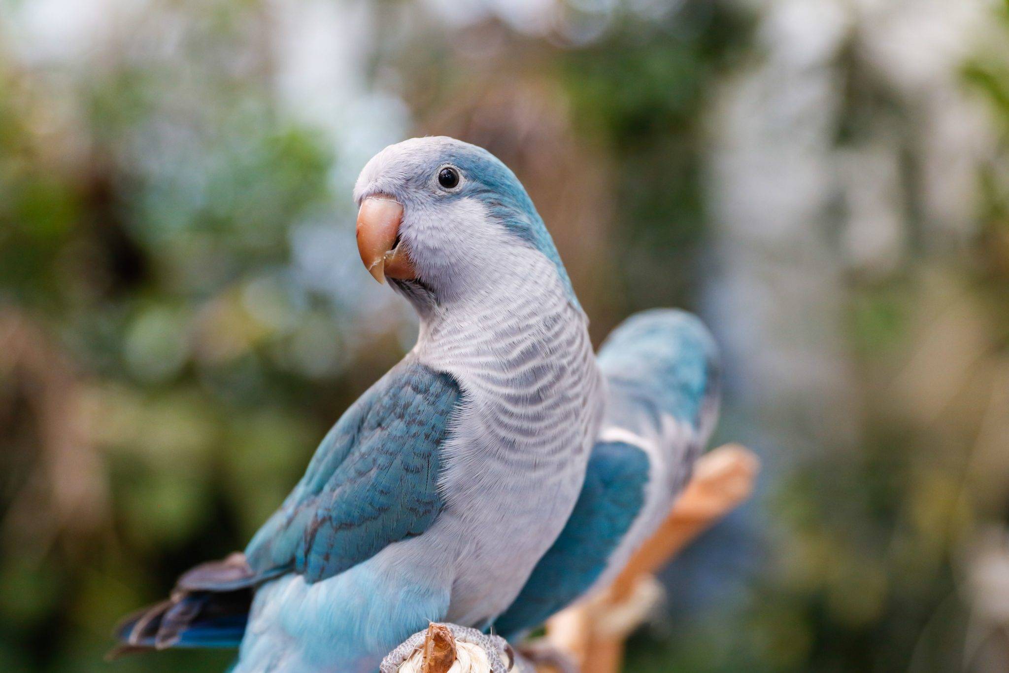 Quaker Parrot