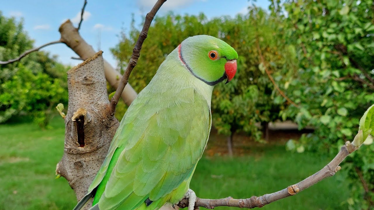 Indian Ringneck