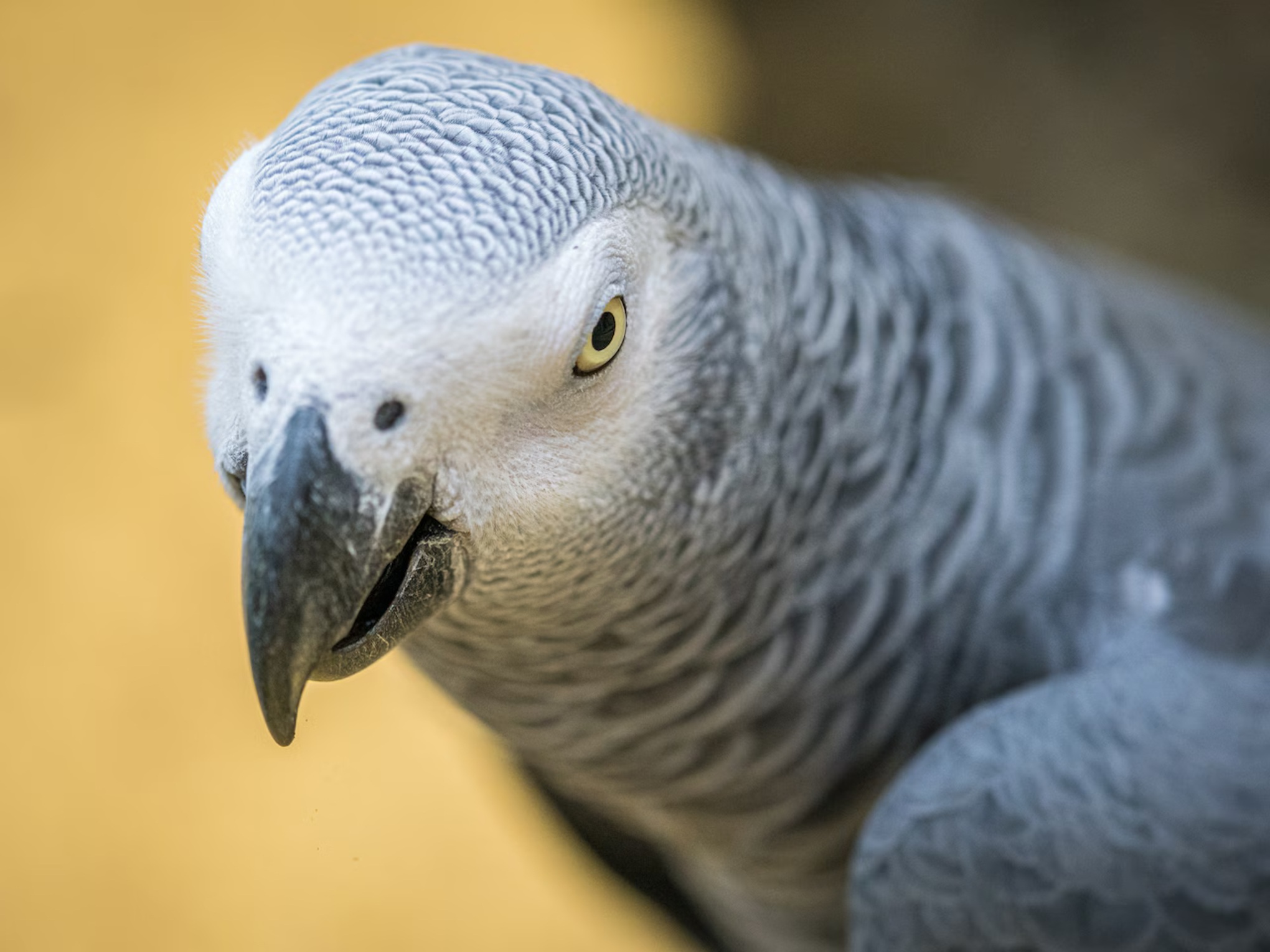 African Grey Parrot