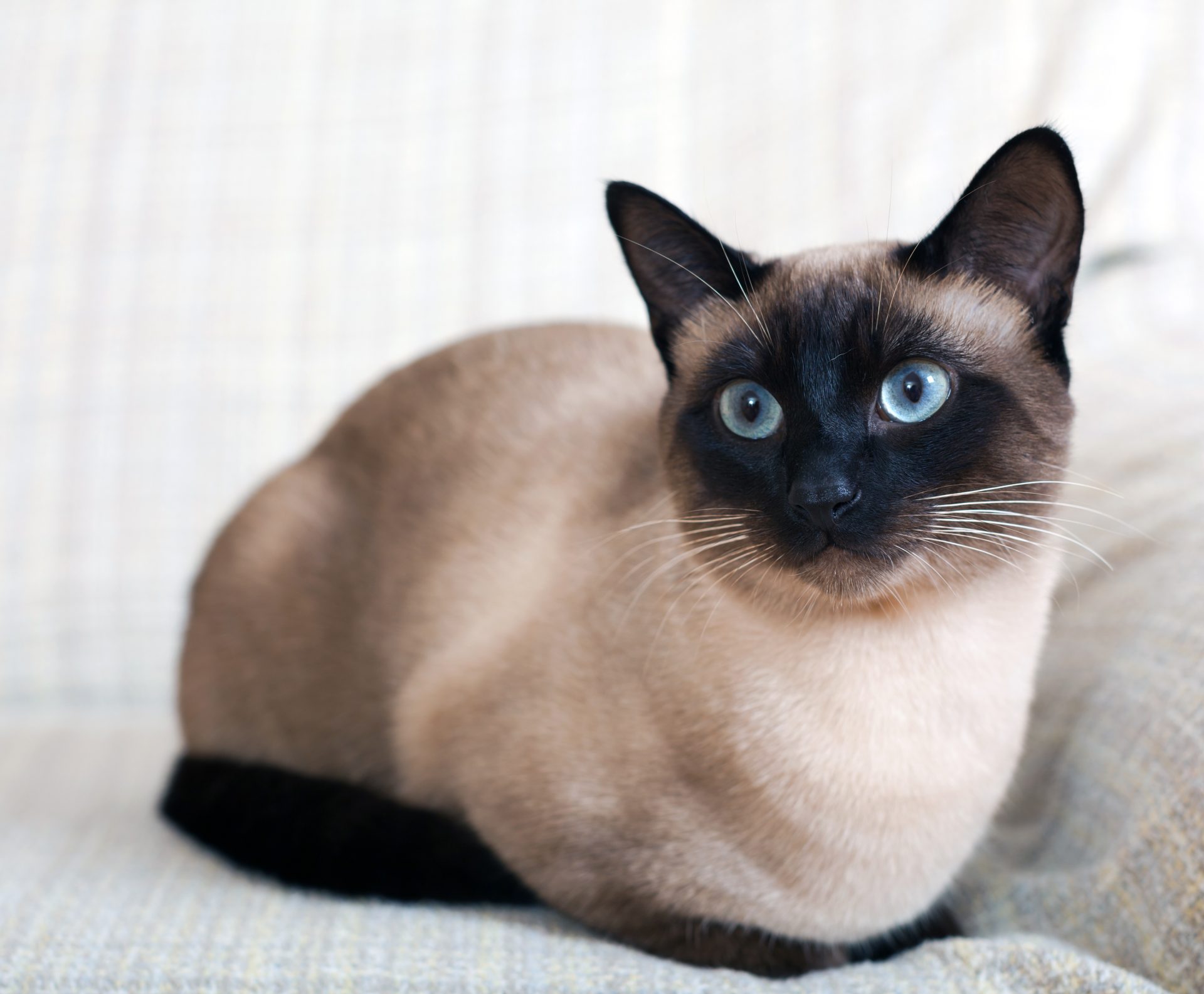 Siamese Cat