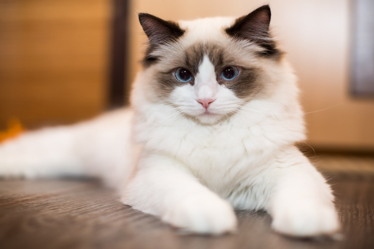 Ragdoll