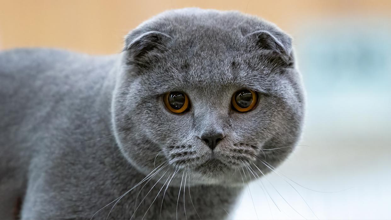 Scottish Fold
