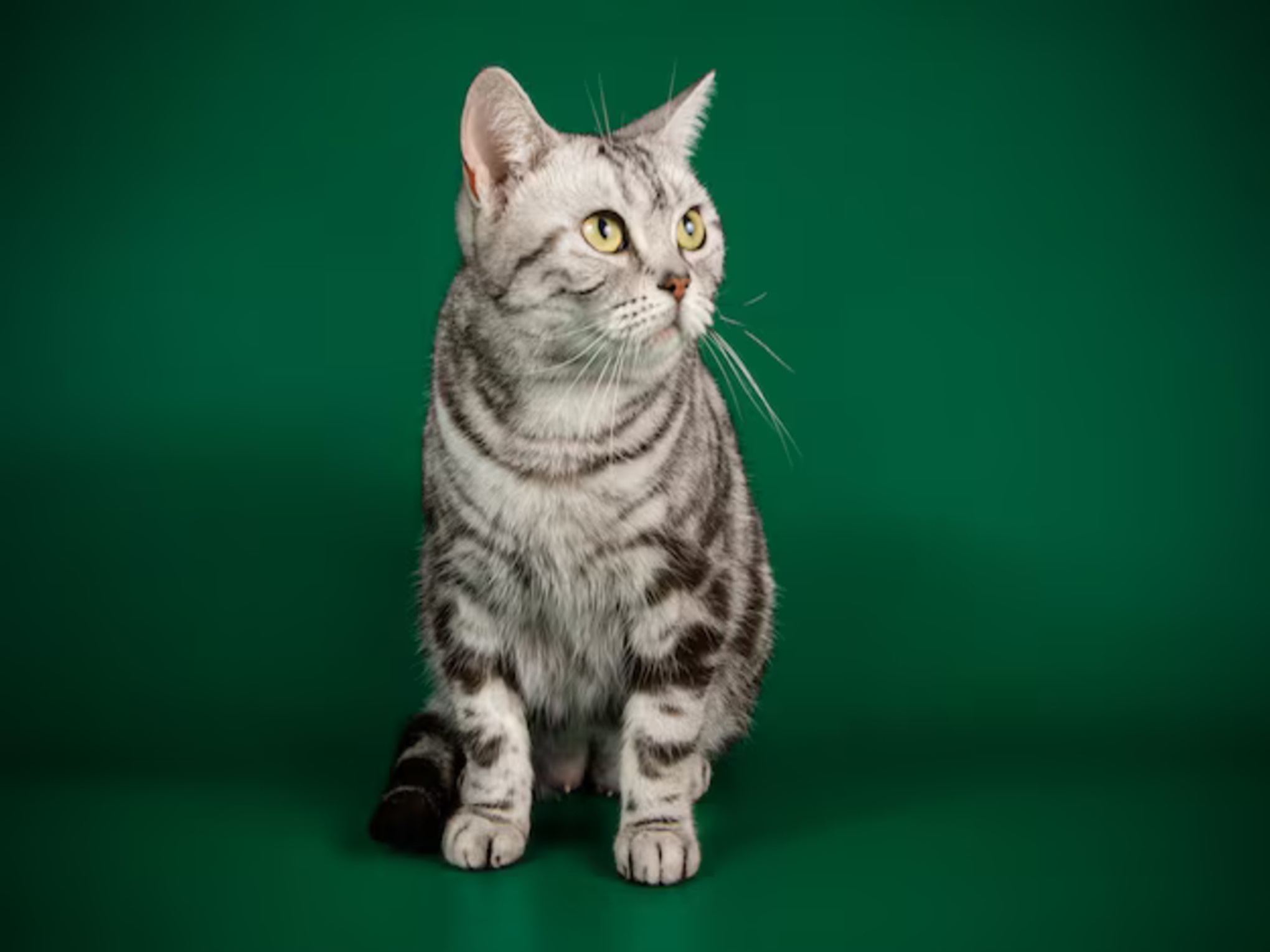 American Shorthair
