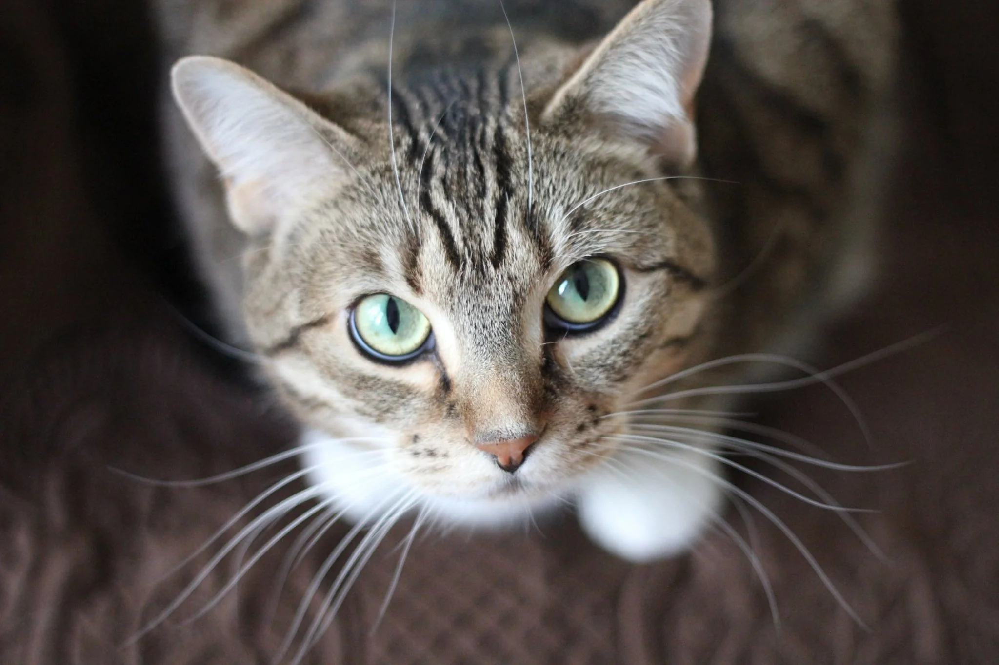 Local Desi Cat