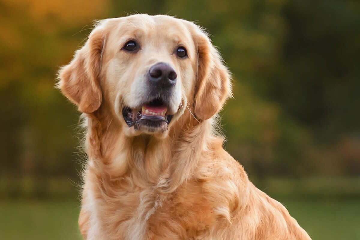 Golden Retriever