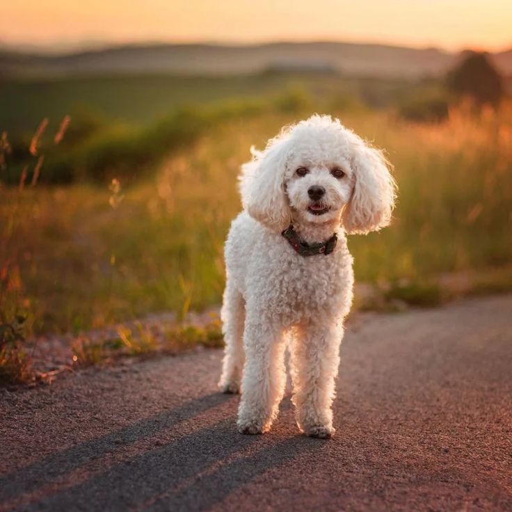 Poodle