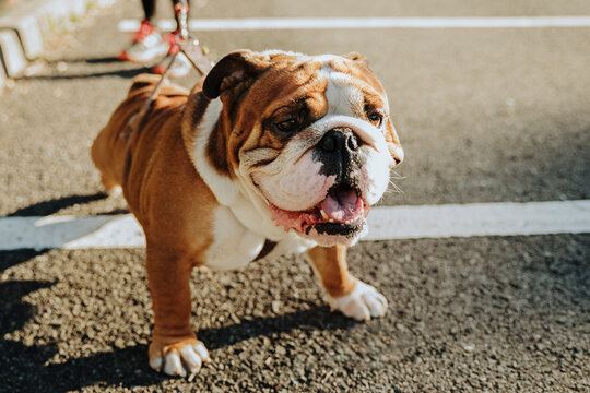 Bulldog