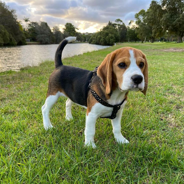 Beagle