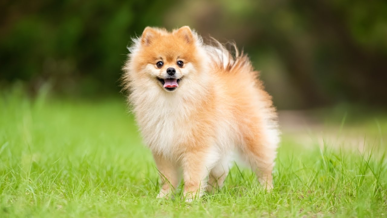 Pomeranian