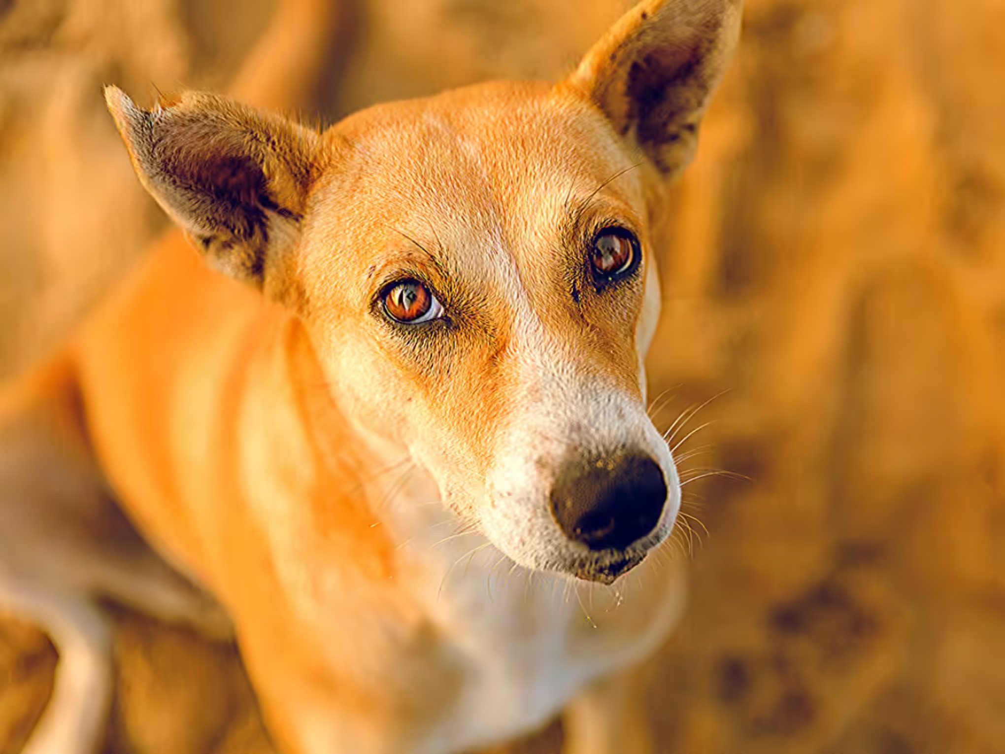 Local Desi Dog